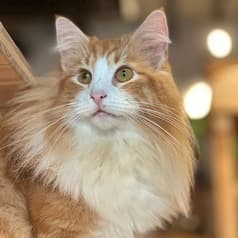 Cat&Animal Cafe Noah s Ark ノアズアーク 京都水族館前店 2