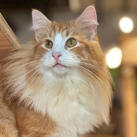 Cat&Animal Cafe Noah s Ark ノアズアーク 京都水族館前店