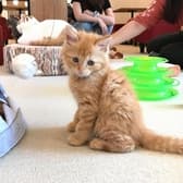 こねこカフェ Sanctuary サンクチュアリ 3