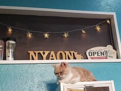 猫カフェ NYAON 2