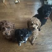 ドッグカフェわんこじゃん三浦海岸 3