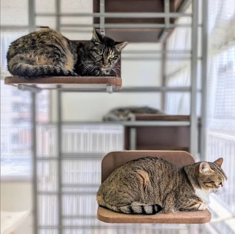 保護猫カフェ ヘミングウェイ