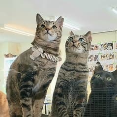 猫カフェ 和風猫本舗 2