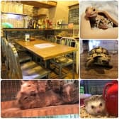 アニマル Cafe Bar ORIS カフェバー オリス 3