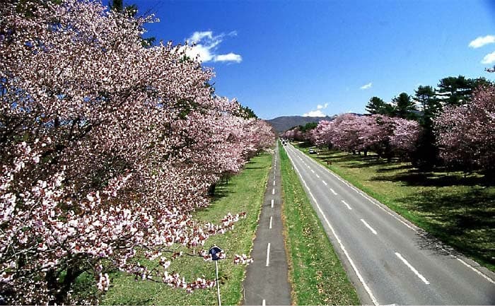 新ひだか静内二十間道路の桜並木