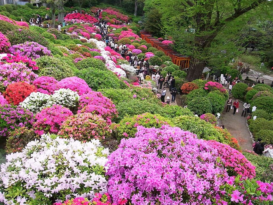 根津神社のつつじまつり