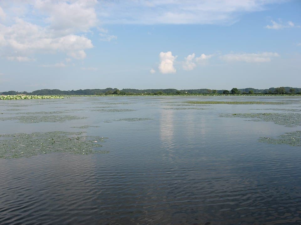 伊豆沼・内沼の渡り鳥観察