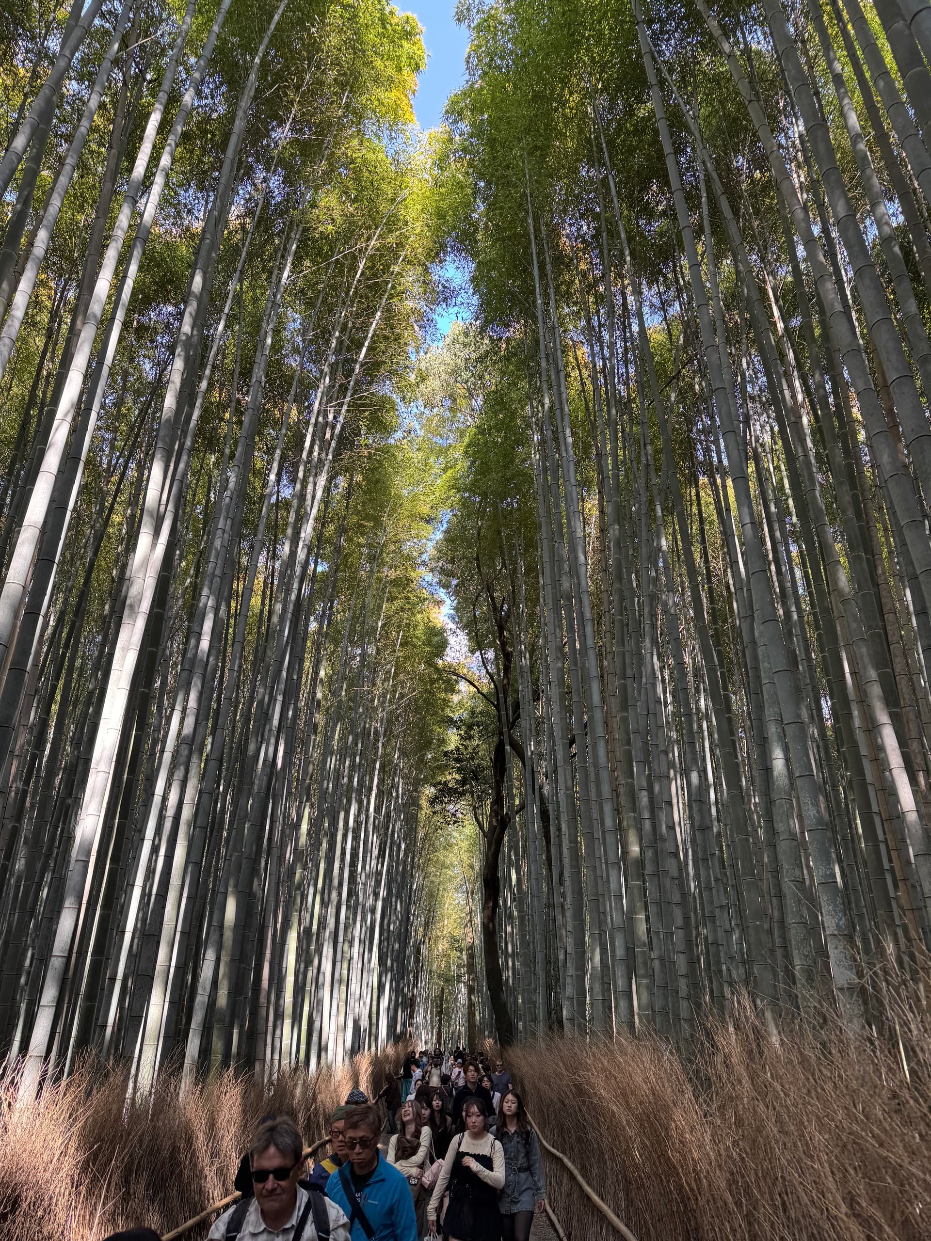 嵐山・竹林の小径