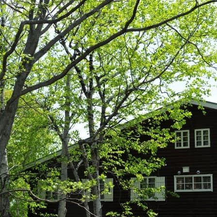 ニセコ塒(ねぐら)