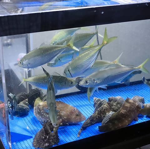 漁港直送こだわり酒場さらり 岡大前店