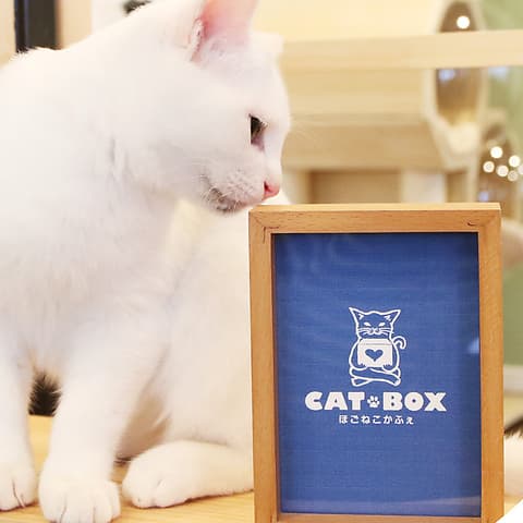 CATBOX ほごねこかふぇ