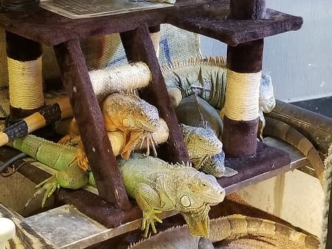 爬虫類カフェ ROCK STAR ロックスター