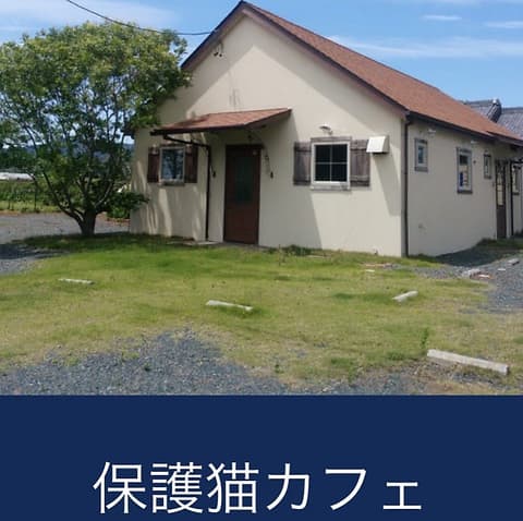 保護猫カフェ tormenta