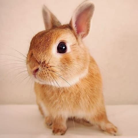 カフェ ミニヨン