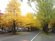 北海道大学银杏大道
